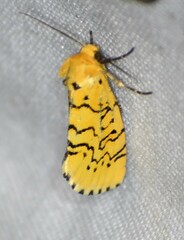 Chrysoecia atrolinea
