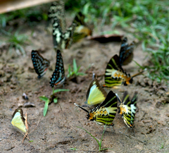 Graphium antiphates