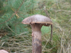 Chroogomphus rutilus