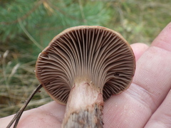 Chroogomphus rutilus