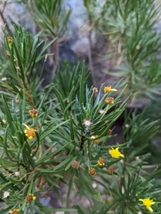 Euryops arabicus