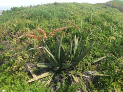 Gasteria acinacifolia