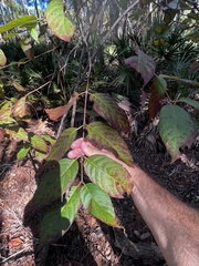 Mompha solomoni