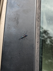 Chalybion zimmermanni