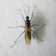 Camponotus