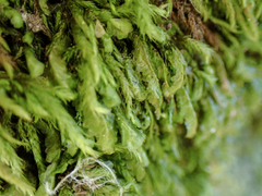Homalia trichomanoides