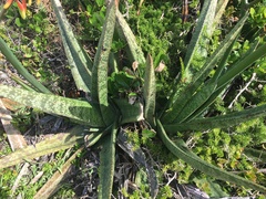 Gasteria acinacifolia