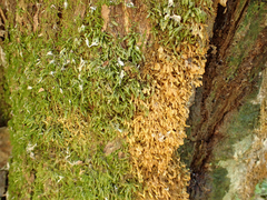 Homalia trichomanoides