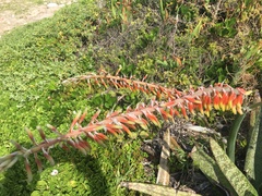 Gasteria acinacifolia