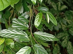 Bronchocela cristatella