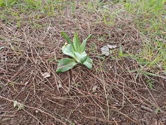 Himantoglossum hircinum