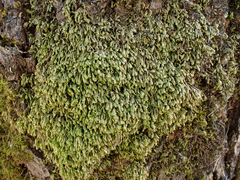Homalia trichomanoides