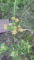 Cyperus entrerianus