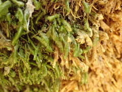 Homalia trichomanoides