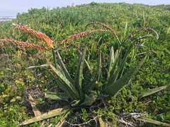 Gasteria acinacifolia
