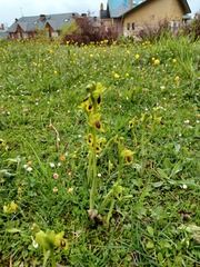 Ophrys lutea