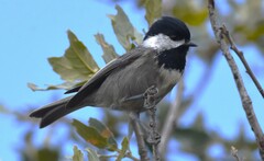 Poecile sclateri