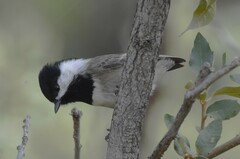 Poecile sclateri