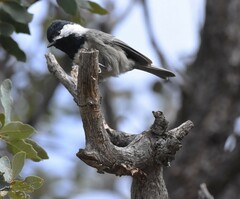 Poecile sclateri
