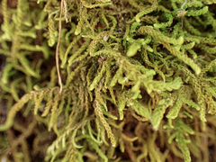 Claopodium crispifolium