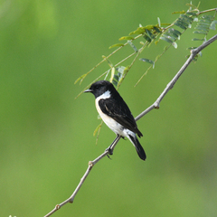 Saxicola stejnegeri