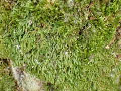Homalia trichomanoides