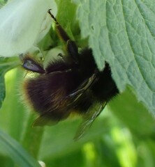 Bombus pratorum
