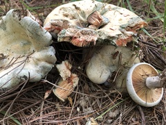 Lactarius chelidonium
