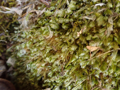Homalia trichomanoides