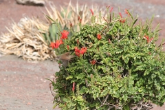 Curruca conspicillata