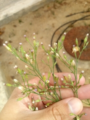 Symphyotrichum subulatum squamatum