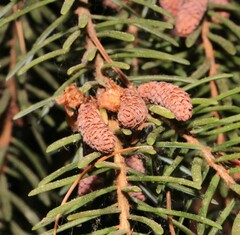 Picea omorika