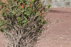 Curruca conspicillata