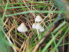 Mycena galopus