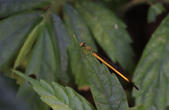 Ceriagrion fallax