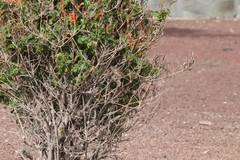 Curruca conspicillata