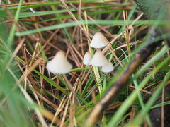 Mycena galopus