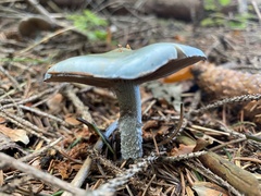 Stropharia aeruginosa