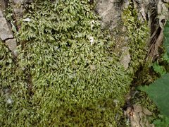 Homalia trichomanoides
