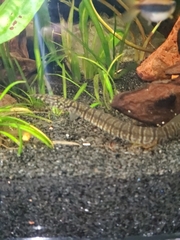 Macrognathus zebrinus