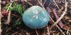 Stropharia aeruginosa