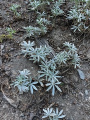 Lupinus obtusilobus