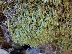 Homalia trichomanoides