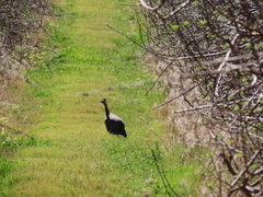 Numida meleagris coronatus