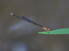 Pseudagrion pilidorsum