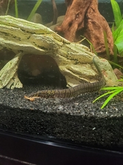 Macrognathus zebrinus