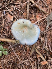 Stropharia aeruginosa