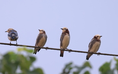 Agropsar philippensis