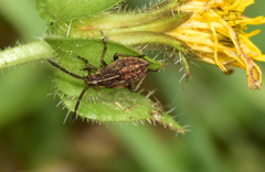 Stictopleurus punctatonervosus