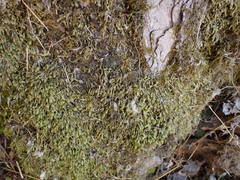 Homalia trichomanoides